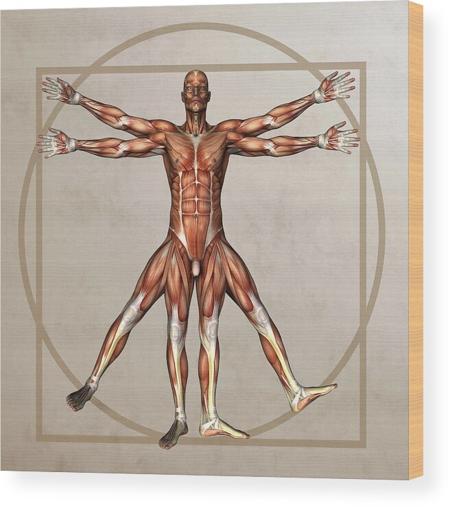 Human Wood Print featuring the photograph Male Musculature, Artwork #1 by Friedrich Saurer