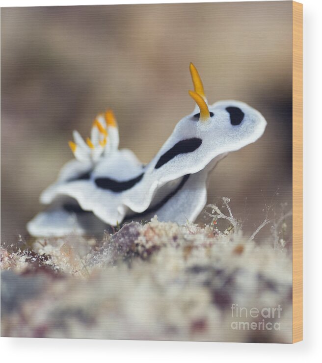 Nudibranch Wood Print featuring the photograph Nudibranch #1 by MotHaiBaPhoto Prints
