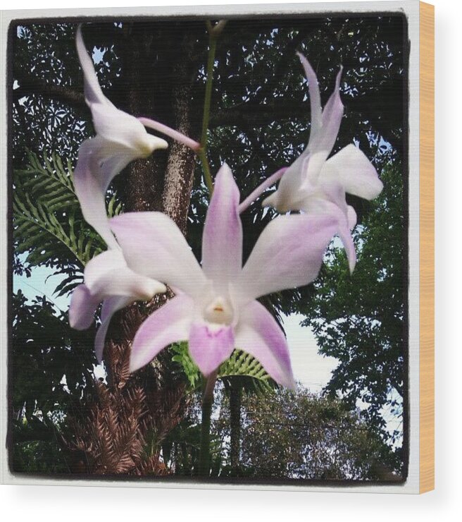 Beauty Wood Print featuring the photograph Orchid #1 by Nawarat Namphon