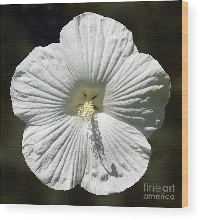 White Wood Print featuring the photograph White Rose Mallow Hibiscus #1 by Tony Cordoza