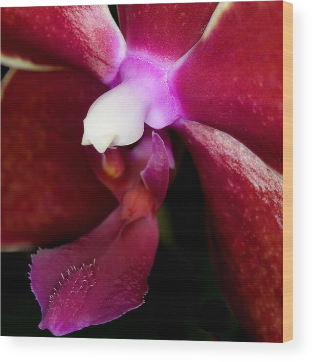Ribet Wood Print featuring the photograph Exotic Orchids of C Ribet #16 by C Ribet