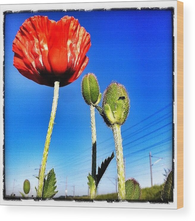 Instagram Wood Print featuring the photograph Flowerpower Again #2 by Urs Steiner