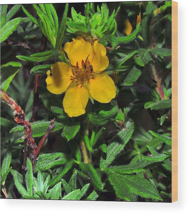 All_photos Wood Print featuring the photograph #wildflowers #all_photos #bestoftheday #2 by Chris Bechard