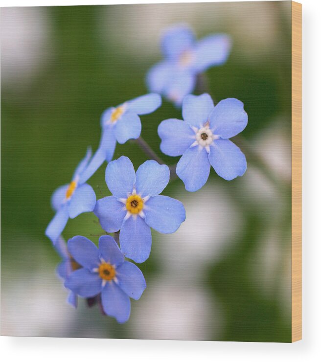 Jouko Lehto Wood Print featuring the photograph Forget me not #9 by Jouko Lehto