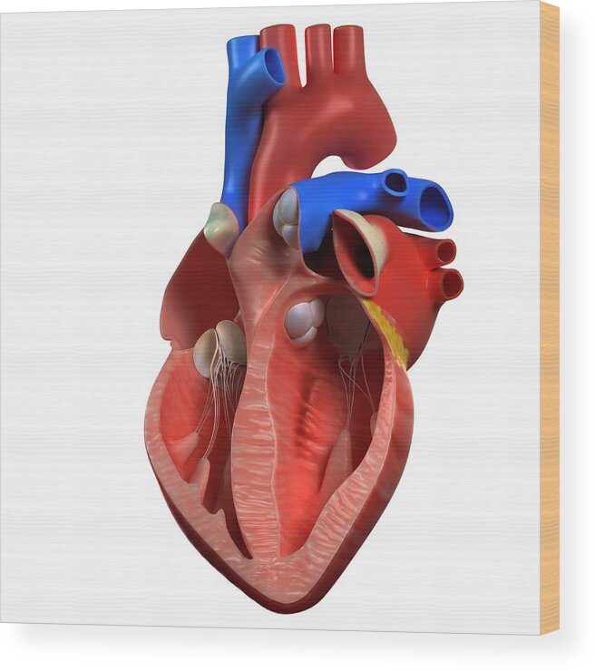 Square Wood Print featuring the digital art Heart Anatomy, Artwork #3 by Sciepro