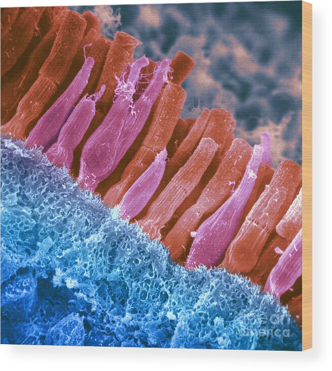 Scanning Electron Micrograph Wood Print featuring the photograph Rods And Cones In Retina by Omikron