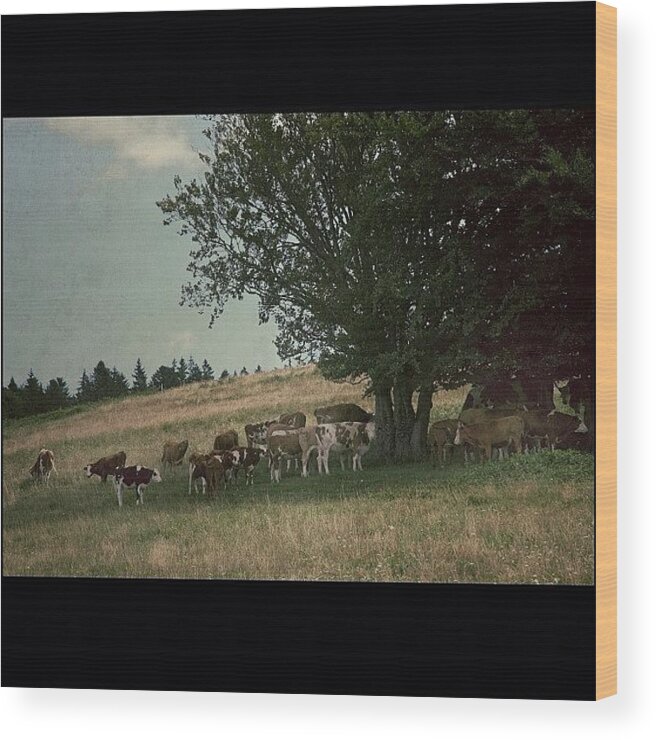  Wood Print featuring the photograph 31.7.12 - Schwarzwald, Germany #31712 by Beda MoBe