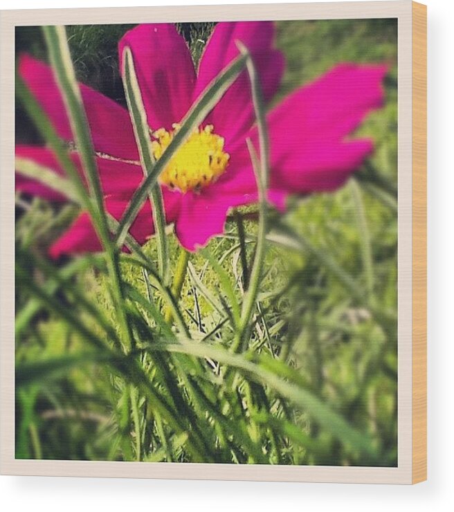 Macrogardener Wood Print featuring the photograph #macro_flower #macrogardener #4 by Christina Pabustan
