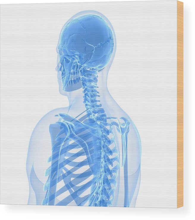 Square Wood Print featuring the digital art Upper Body Bones, Artwork #46 by Sciepro