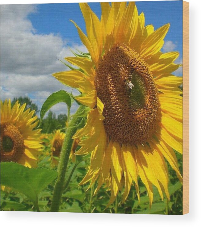  Wood Print featuring the photograph A Bee On A Sunflower by Graham King