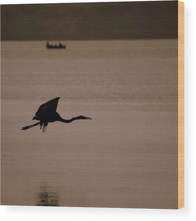 Flying Wood Print featuring the photograph A Blue Heron Flew Just Feet Above Me 9 by Maria Firkaly