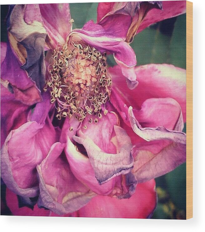 Flower Wood Print featuring the photograph A Midsummer Flower by Tina Marie