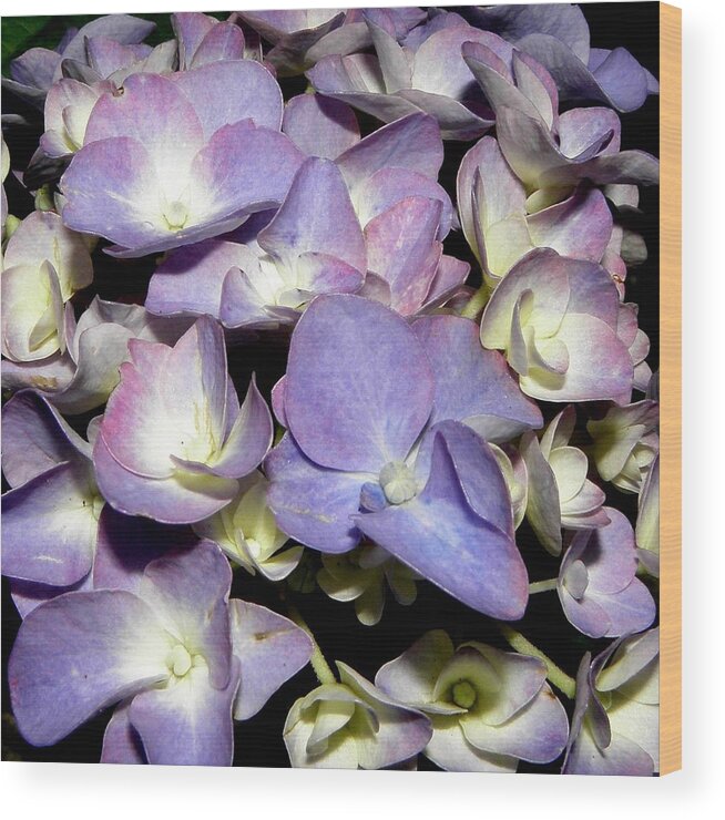 Hydrangea Wood Print featuring the photograph A Purple Blue Explosion by Kim Galluzzo