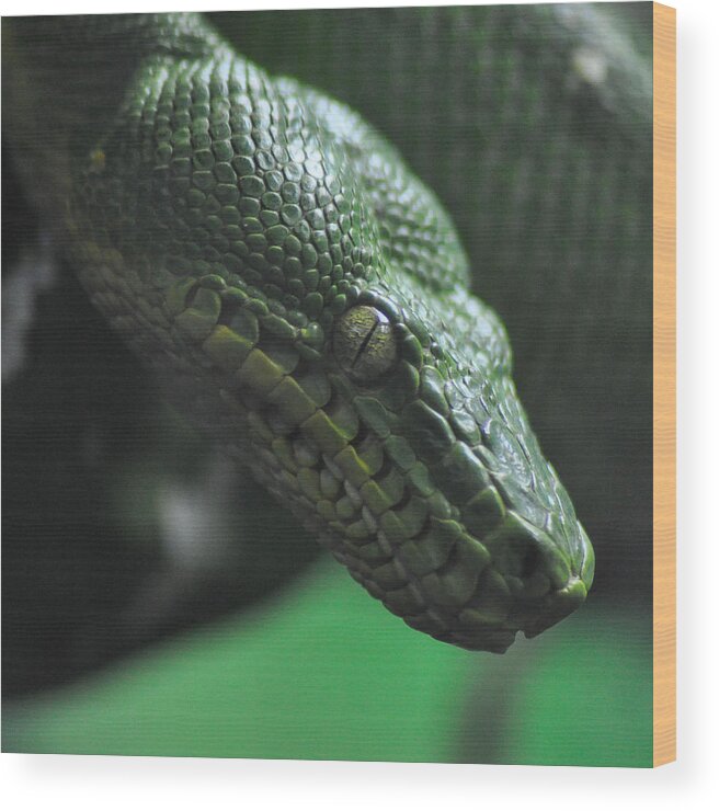 Snake Wood Print featuring the photograph A Real Reptile by Trish Tritz