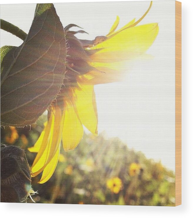 Flower Wood Print featuring the photograph #abstract #flower #instanature by Eric Greer