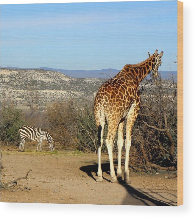 Giraffe Wood Print featuring the photograph African Safari in Arizona by Kim Galluzzo