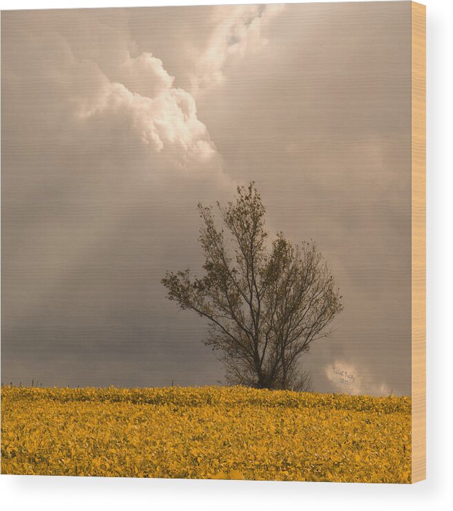 Tree Wood Print featuring the photograph Angel From Heaven by Trish Tritz