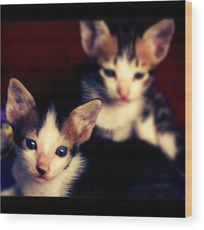 Petstagram Wood Print featuring the photograph #animal #cute #cat #love #igers by Fajar Triwahyudi