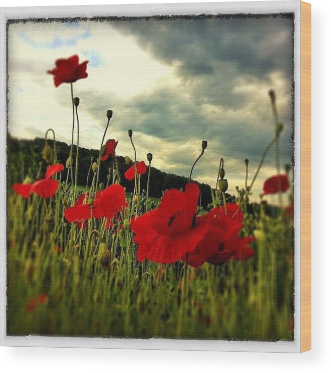 Instanaturelover Wood Print featuring the photograph Another One Of The Poppy Series by Urs Steiner