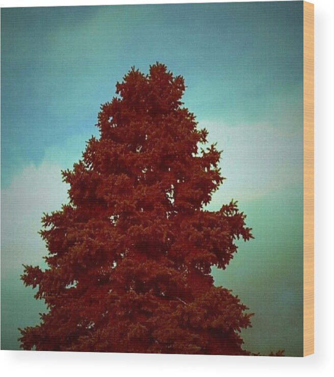 October Wood Print featuring the photograph Another Tree For You, My German by Heather Anne