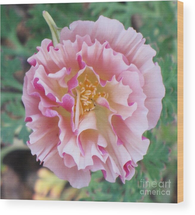 Eschscholzia Californica Appleblossom Pink Cream Double California Poppy Wood Print featuring the photograph Appleblossom Poppy by Michele Penner