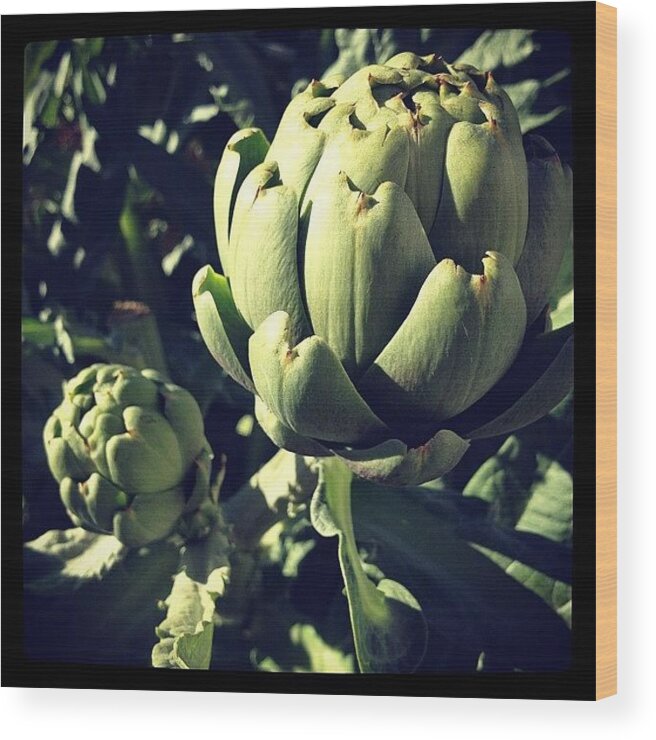  Wood Print featuring the photograph Artichoke Ready For Harvest by Gracie Noodlestein