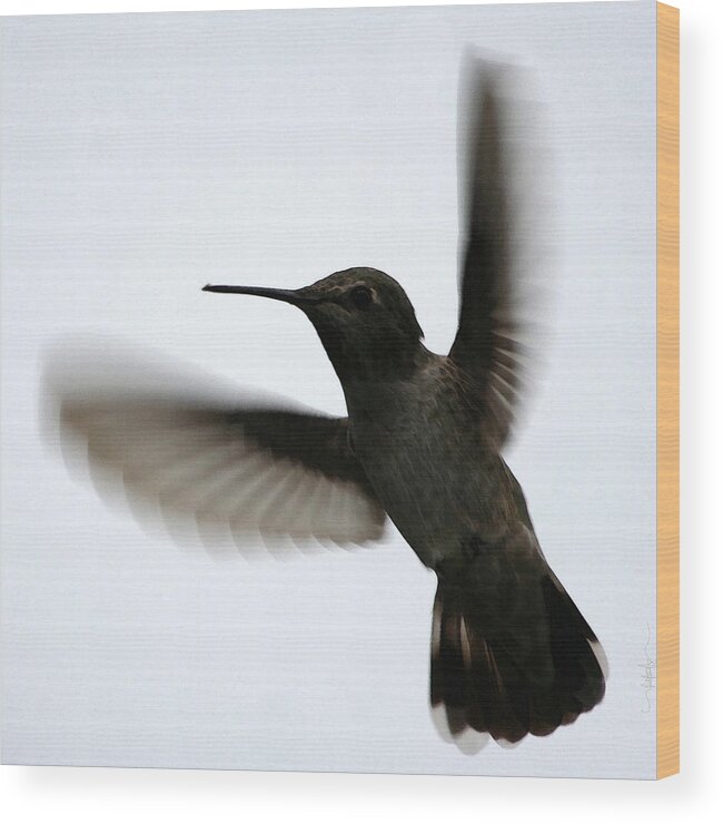 Humming Bird Wood Print featuring the digital art As She Flies by Holly Ethan