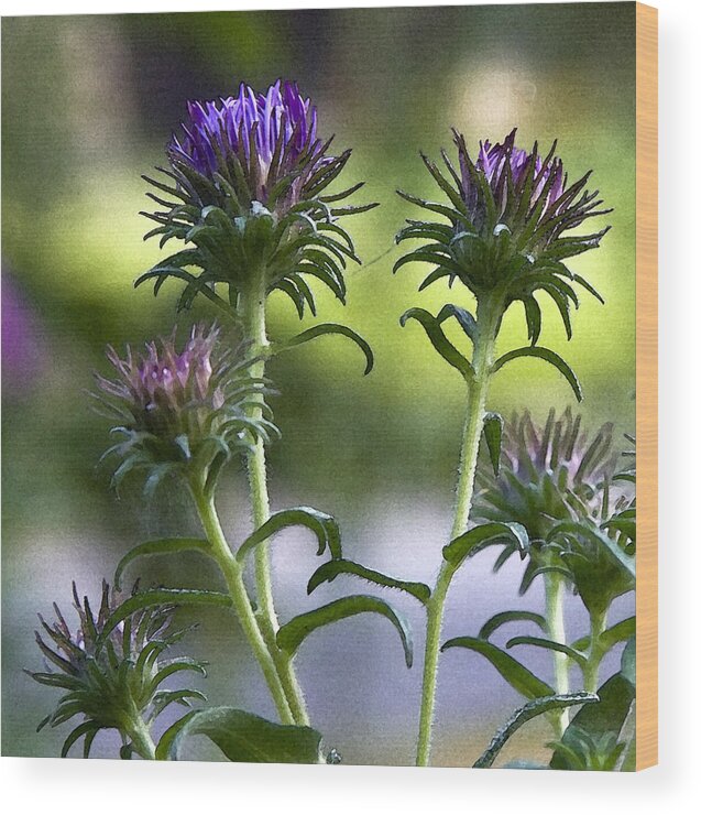 Flowers Wood Print featuring the photograph Asters by Michael Friedman