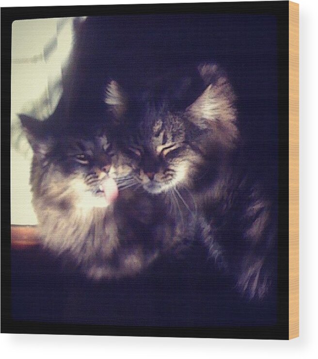 Katje Wood Print featuring the photograph Bath Time! #cats #instacats #brothers by Tim Paul