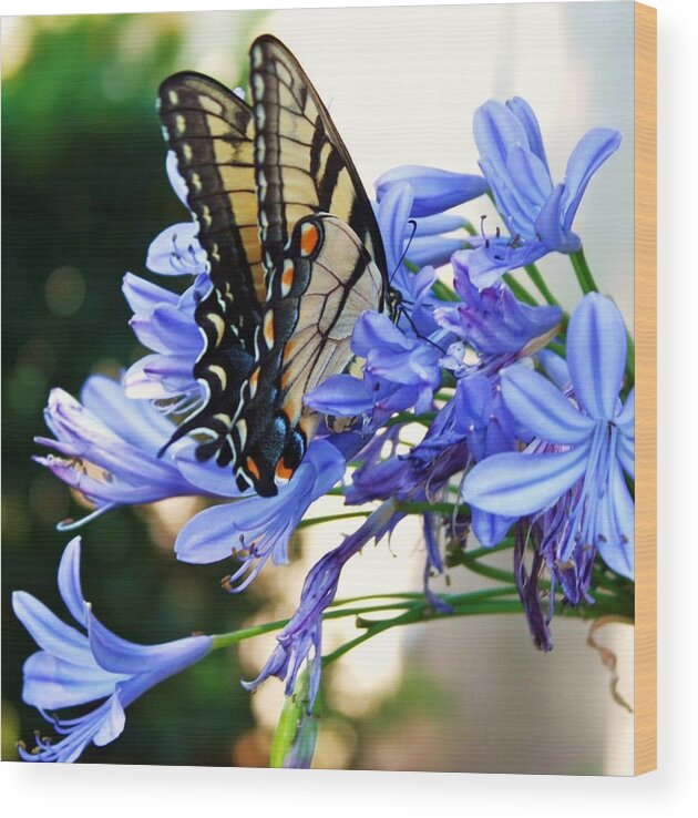 Swallowtail Butterfly Wood Print featuring the photograph Beautyrest by LC Linda Scott