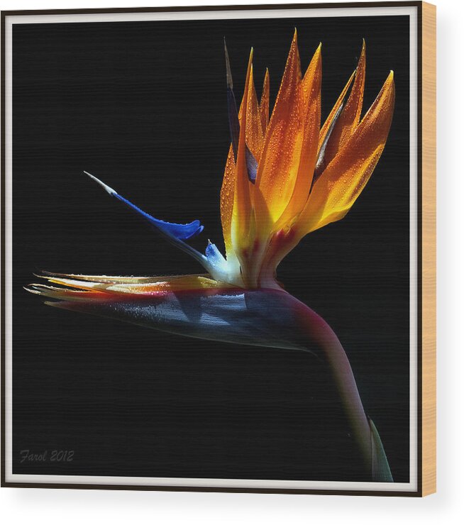 Bird Wood Print featuring the photograph Bird of Paradise Two Days Later by Farol Tomson