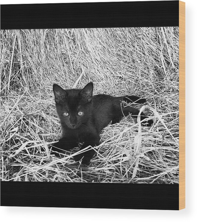 Straw Wood Print featuring the photograph Black kitten in hay #7 in black and white by Rex Pennington