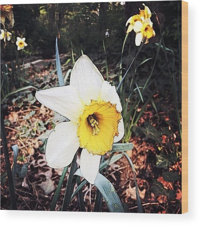 Mobilephotography Wood Print featuring the photograph Brooklyn Flower by Natasha Marco