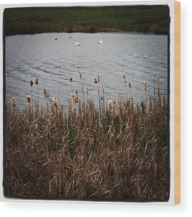  Wood Print featuring the photograph Bull Rushes And Swans by Chris Jones