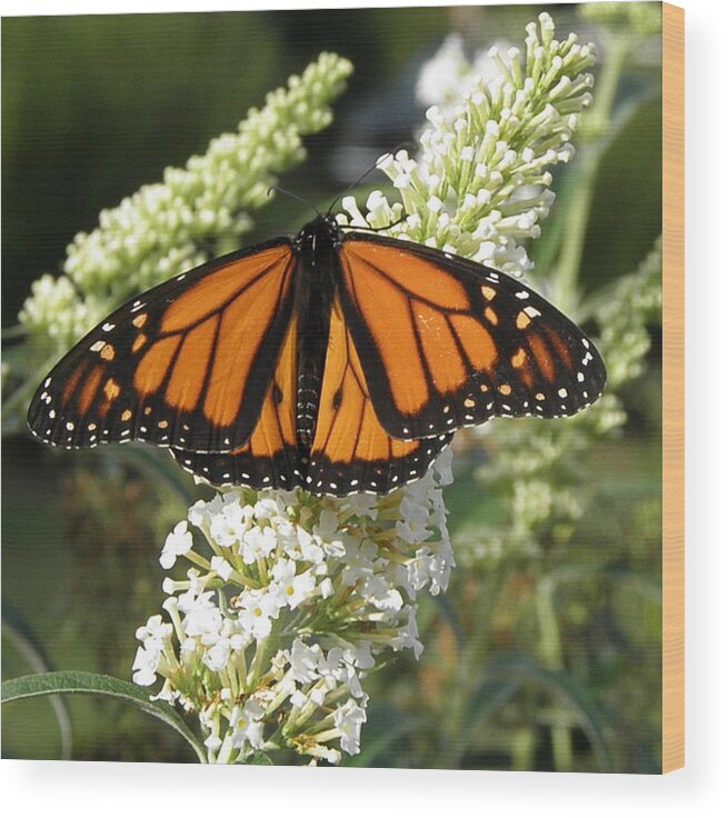 Monarch Wood Print featuring the photograph Burst Of Orange by Kim Galluzzo