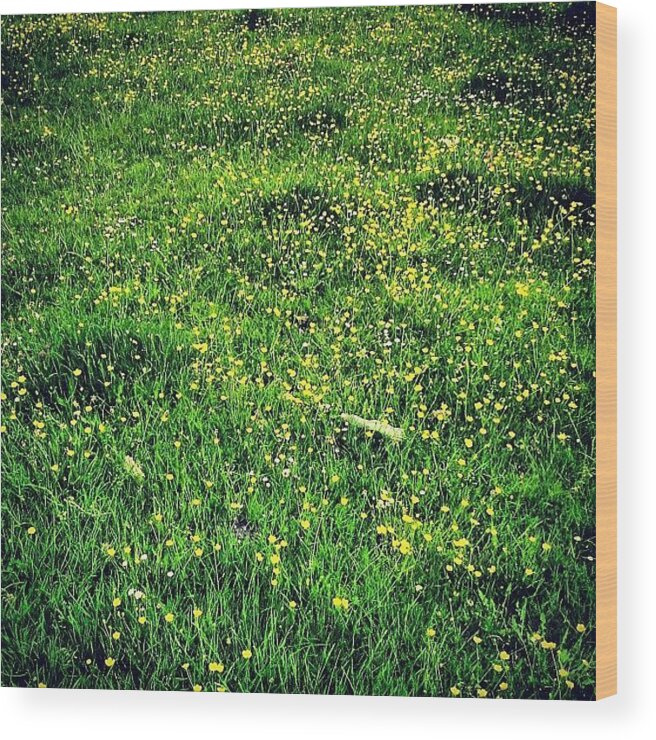 Buttercups Wood Print featuring the photograph Buttercups by Nic Squirrell