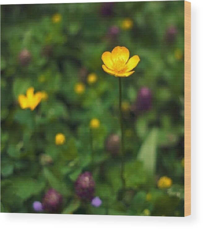 Beautiful Wood Print featuring the photograph Buttercups by Vicki Field