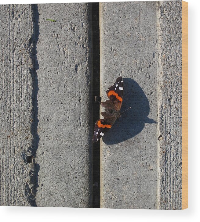 Urban Wood Print featuring the photograph Butterfly Day 2 by Lyle Crump