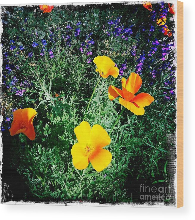 California Poppy Wood Print featuring the photograph California Poppy by Nina Prommer