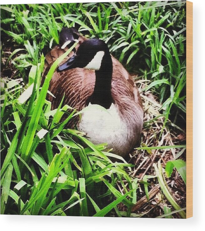 Goose Wood Print featuring the photograph Canadian Goose Nesting #longisland by Lisa Thomas