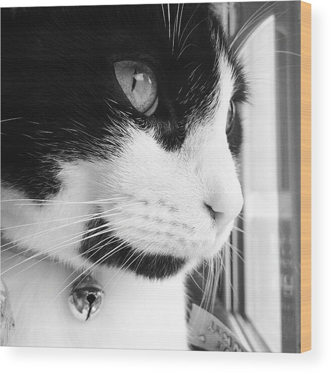 Cat Wood Print featuring the photograph Cat looking out window by Rachel Williams