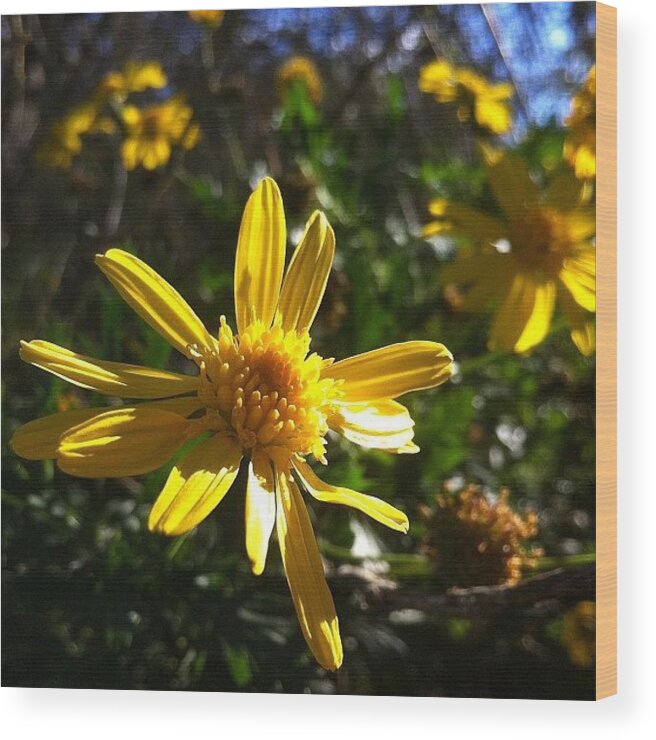 Flower Wood Print featuring the photograph Caught In Sunlight #flower #flowerporn by Robyn Padden