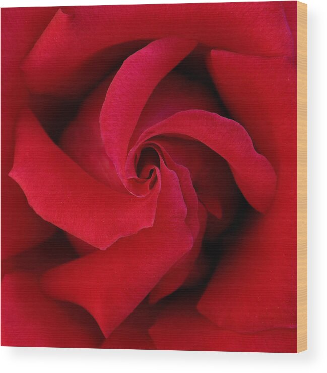 Rose Wood Print featuring the photograph Centered Red Rose by Dina Calvarese