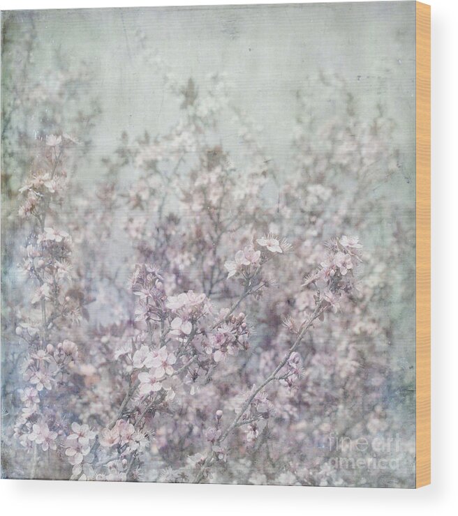 Cherry Blossom Grunge Flypaper Textures Wood Print featuring the photograph Cherry Blossom Grunge by Paul Grand