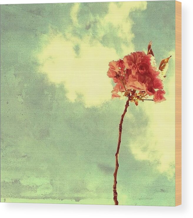 Mobilephotography Wood Print featuring the photograph Cherry Blossom by Natasha Marco