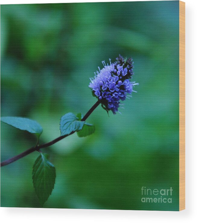 Plants Wood Print featuring the photograph Chocolate Mint Bloom by Tatyana Searcy