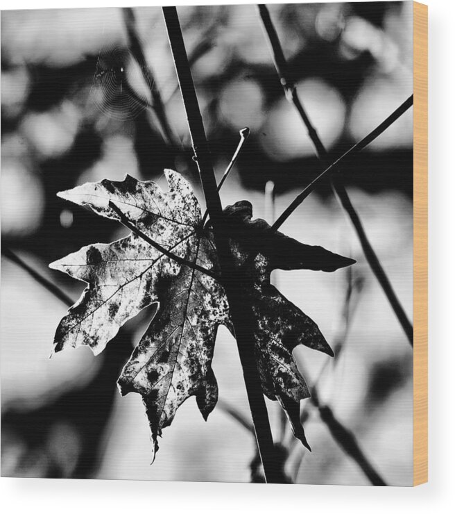 Black And White Leaf Wood Print featuring the photograph Clinging by Bonnie Bruno