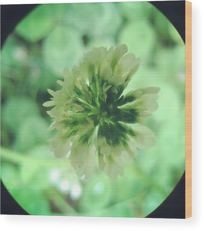 Clover Wood Print featuring the photograph Clover Flower by Vicki Field