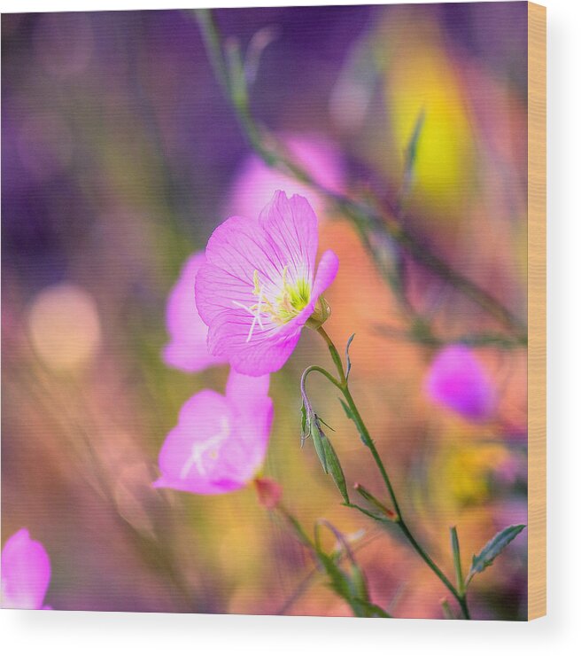 Floral Wood Print featuring the photograph Color Pop by Joel Olives