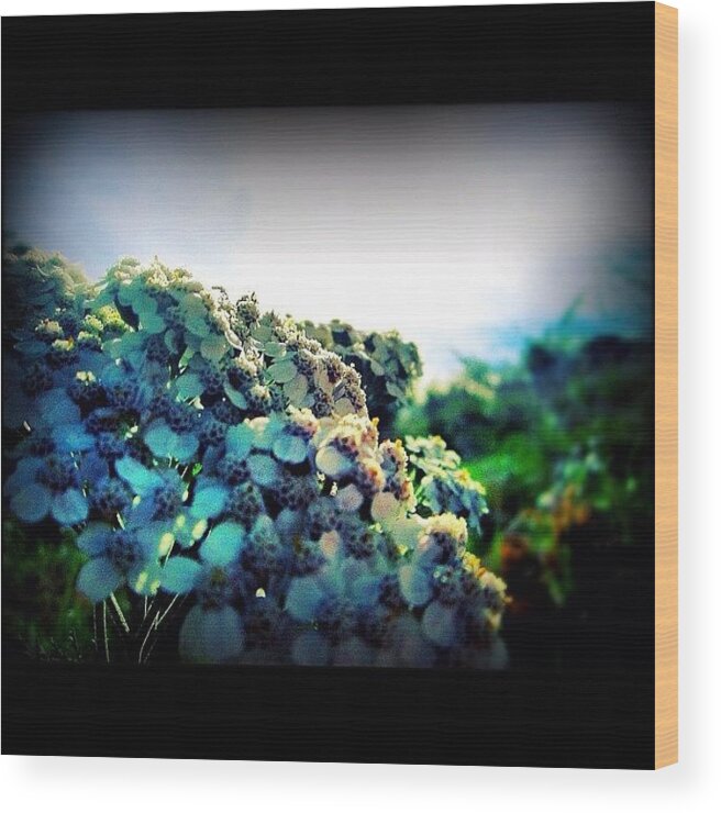 Beautiful Wood Print featuring the photograph #colour #cool #instapro #instacool by Ryan Matthew 